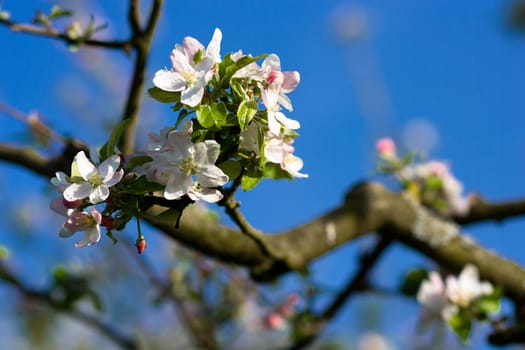 Cherry tree branch in bloom