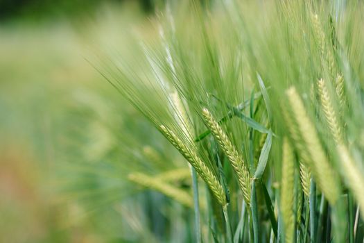 Yellow grain ready for harvest growing in a farm field