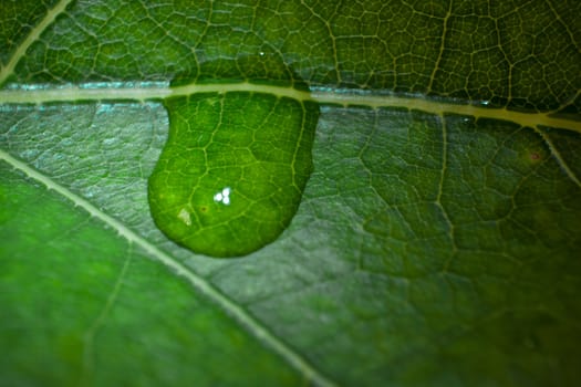 green fresh leaf details macro