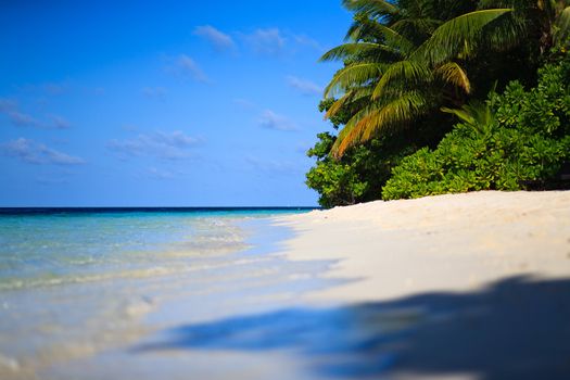 Tropical Paradise at Maldives with palms and blue sky