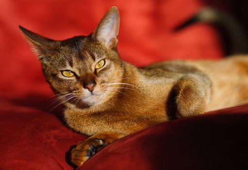 verry cool and wounderful young abyssinian cat photo