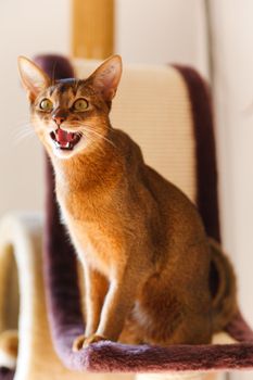 verry cool and wounderful young abyssinian cat photo