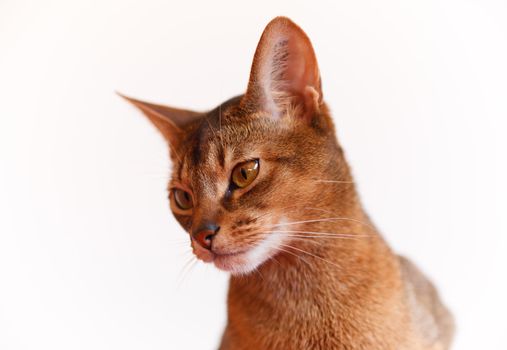 verry cool and wounderful young abyssinian cat photo