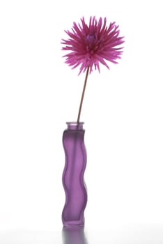 Single purple dalia flower in purple vase on White Background on top of reflective silver surface.