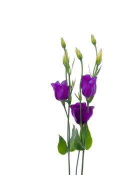 Beautiful violet flower isolated on white.