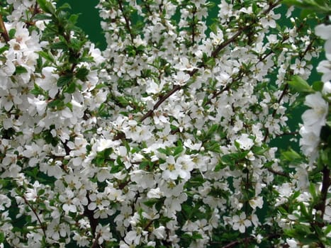 Blossoming apple-tree with a lot of white flowers