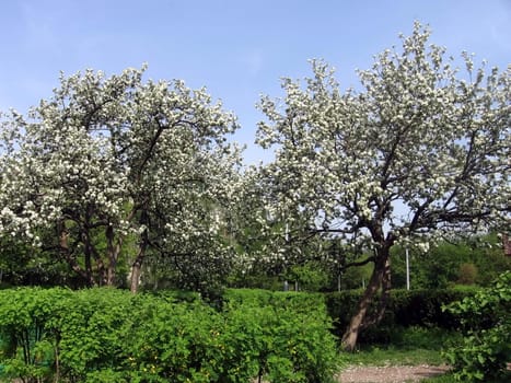 Two blossoming apple-trees on a background of blue sky