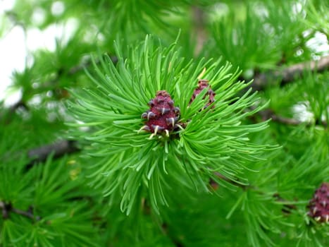 Single cone of the fur-tree around the needles