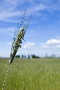 Green fresh wheat filed on spring with blue sky