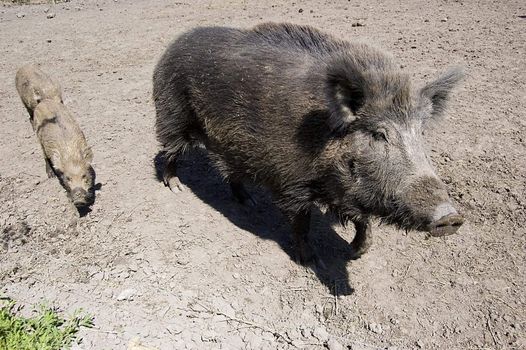 Gray wild boars family outdoors