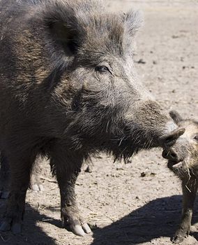 Gray wild boars family outdoors