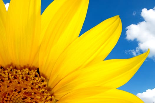 fresh sunflower over blue sky