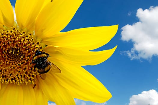 fresh sunflower with hard working bumblebee