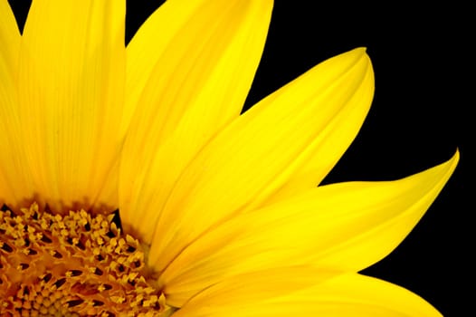 fresh sunflower isolated on black