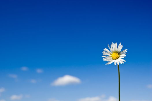 Daisy against sky blue background