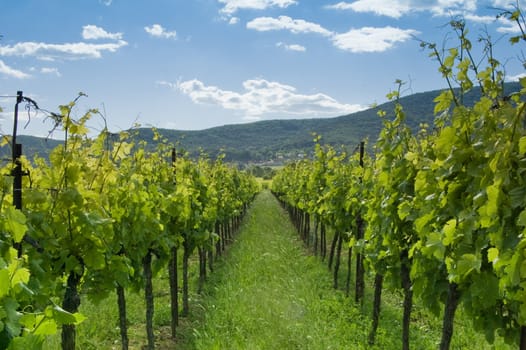 A Vineyard under blue sky in germany