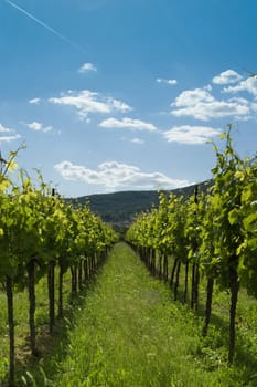 A Vineyard under blue sky in germany