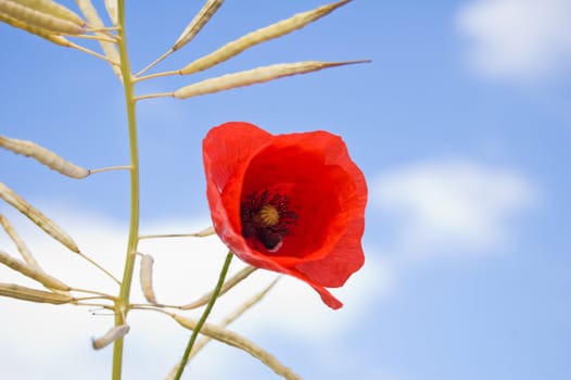 spring with corn poppy an blue sky