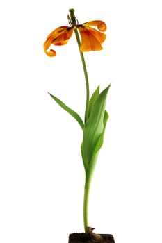 Dry tulip over white background