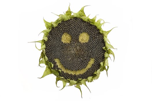 Happy sunflower with seeds isolated on white background