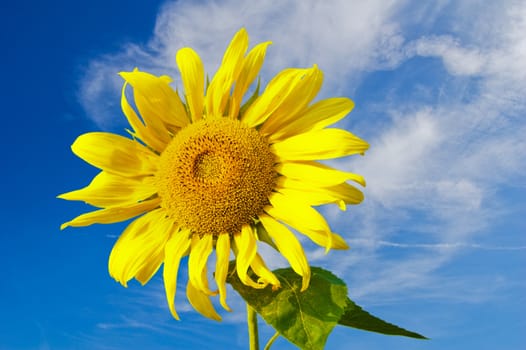 beautiful sunflower with blue sky