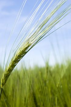 Green fresh wheat filed on spring with blue sky