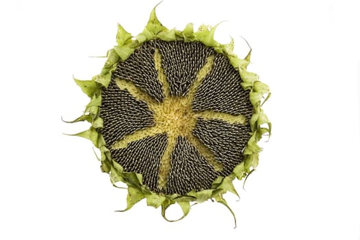 sunflower with seeds isolated on white background