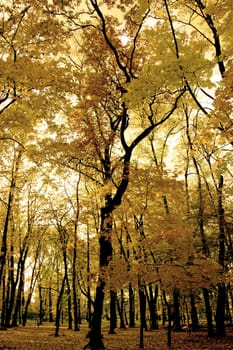 Polish golden autumn
