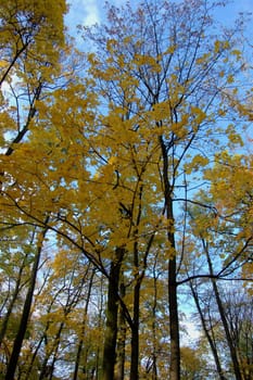 Polish golden autumn