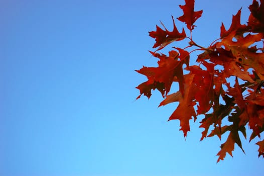 Beautiful autumn leaves against blue sky