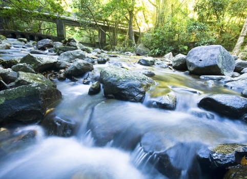 tree in water in forest