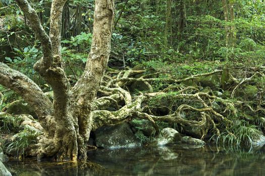 tree in water in forest