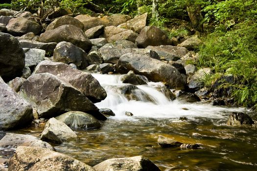 green forest and river 