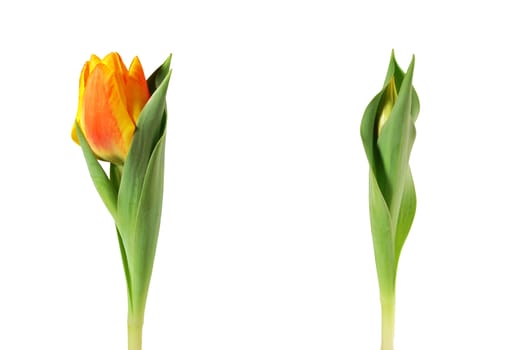 Two beautiful orange tulips over white background