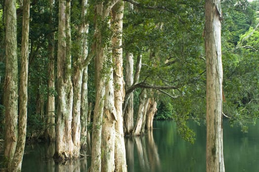 tree in water in forest