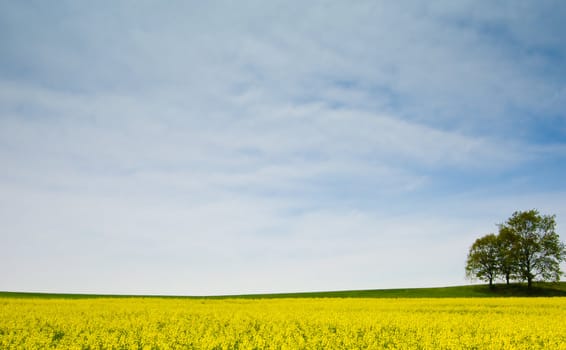 rape landscape - yellow field, blue sky