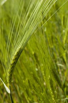 Green fresh wheat filed on spring 