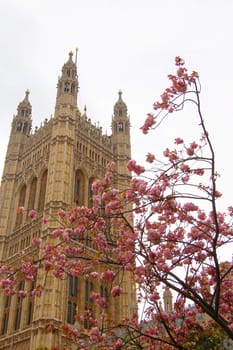 Westminster Houses of Parliament at spring, London