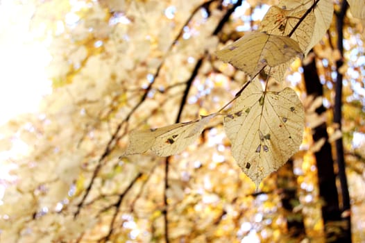 Polish golden autumn