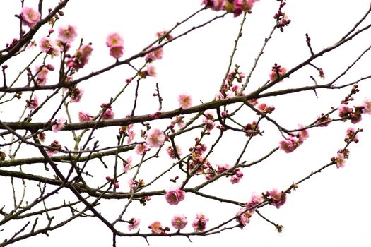 Plum Blossom on White Background