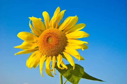 beautiful sunflower with blue sky