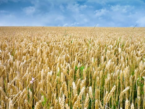 Wheat ears against the blue sky