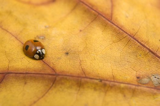 Close up of ladybug on orange autumn leaf.