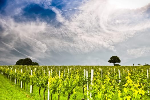 A Vineyard under cloudy blue sky in germany