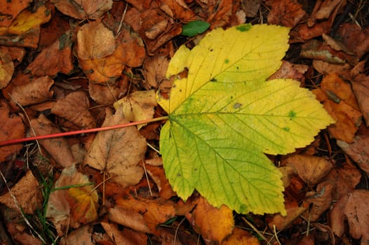 Polish golden autumn