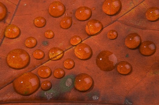 Macro shot of water drop on autumn leaf