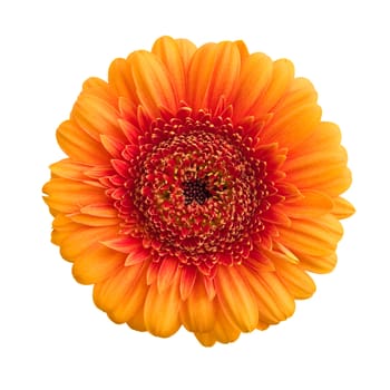 Orange gerbera flower isolated on white background