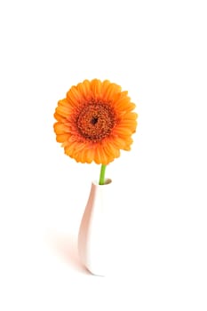 Orange gerbera flower in a white vase