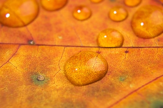 Macro shot of water drop on autumn leaf