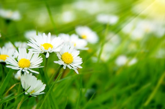 Few beautiful daises in grass with sun rays.